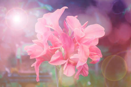 pink canna flowerの写真素材