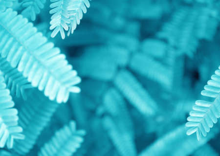 fresh leaves nature background with blue vintage filter effectの写真素材