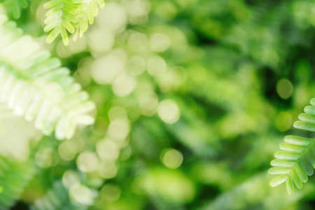 abstract fresh nature summer or spring background soft focusの写真素材