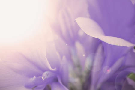 soft focus abstract flower wallpaper background