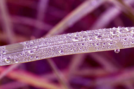Dew drops after rain on a fresh green grass nature backgroundの写真素材