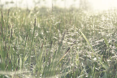 vintage   grass flower with dew drop backgroundの写真素材