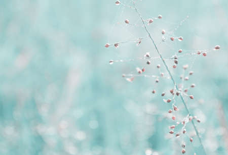 vintage   grass flower with dew drop backgroundの写真素材