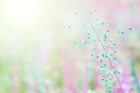 romantic and sweet  grass flower with dew drop backgroundの写真素材
