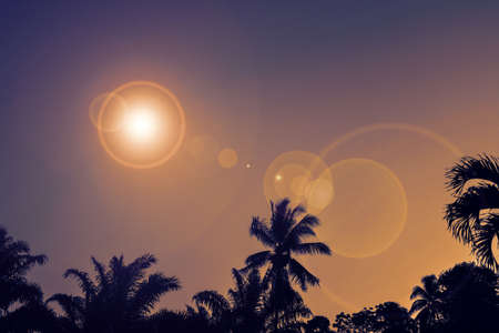 sunset  and coconut tree abstract summer  backgroundの写真素材