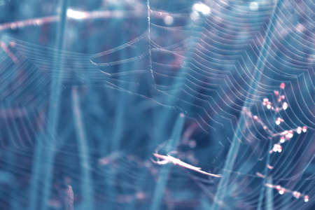spider web vintage backgroundの写真素材