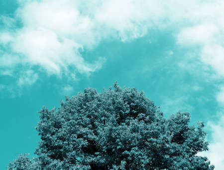 blue  sky and tree  vintage filter effectの写真素材