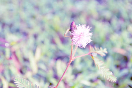 sleepy plant  flowerの写真素材