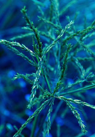 grass flower with blue filter effect    nature backgroundの写真素材