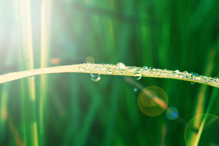 Dew drops  on a fresh green grass and sunlight fresh  nature backgroundの写真素材