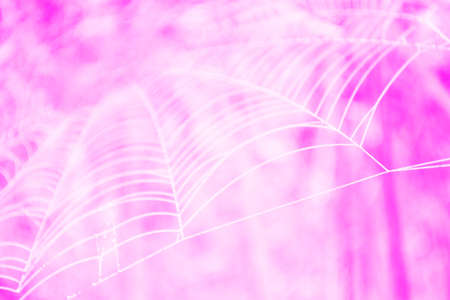 pink spider web abstract  backgroundの写真素材