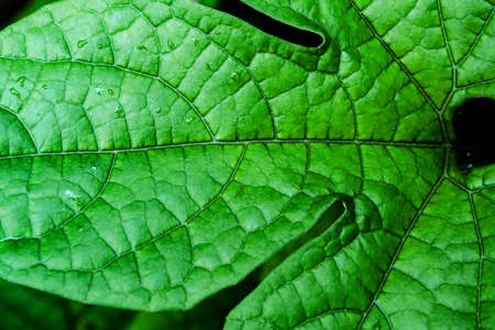 green leaf texture  backgroundの写真素材