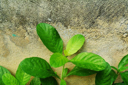 green plant and grunge wall backgroundの写真素材