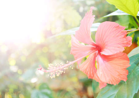Red  Hibiscus flower in sunshineの写真素材