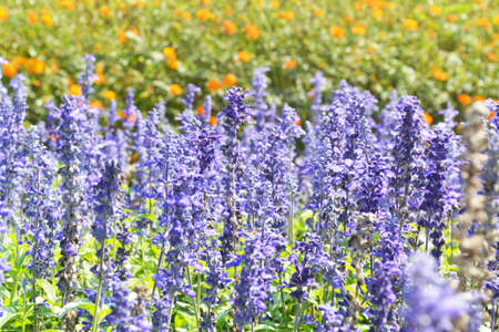 lavender flower fields  backgroundの写真素材