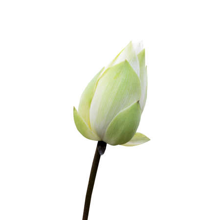 Lotus flower isolate on white background Buddhism vs Zen flower signの写真素材