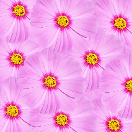 pink cosmos flower background