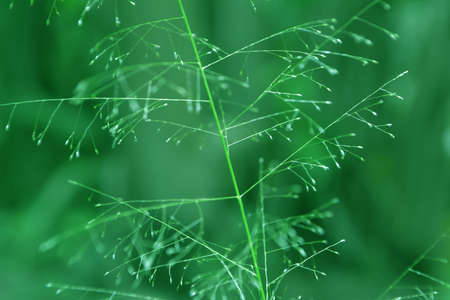 grass flower fresh nature backgroundの写真素材
