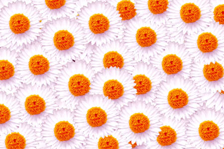 white zinnia   flower pattern backgroundの写真素材
