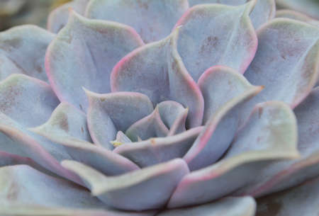 Kalanchoe Plant backgroundの写真素材