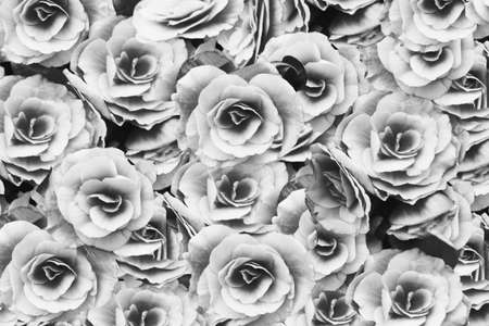 black and white rose abstract backgroundの写真素材