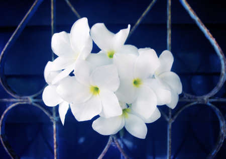white bouquet  plumaria   spa flower backgroundの写真素材