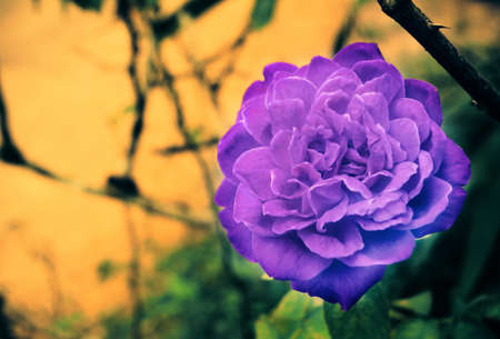 Violet  rose  gay sign , valentine backgroundの写真素材