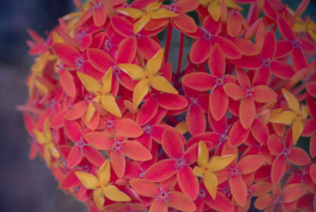 West Indian Jasmineの写真素材