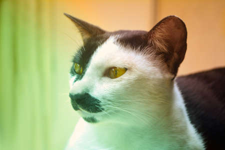 cute thai cat animal background filter efectの写真素材