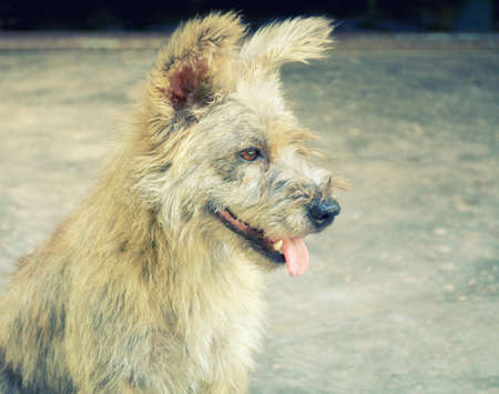 Yorkshire Terrier dog
