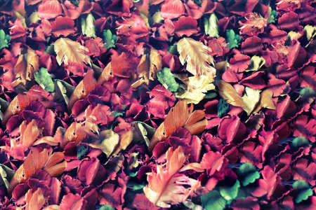 Colorful Mixture of dried floral  texture backgroundの写真素材