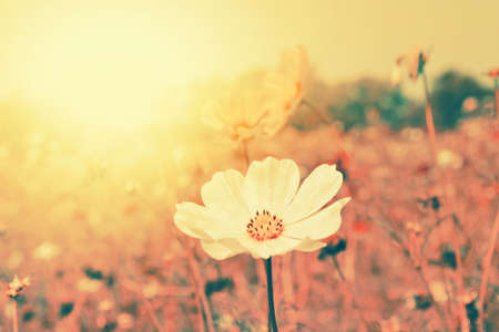 osmos flower in sunshine spring ,summer backgroundの写真素材