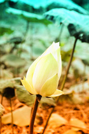 White lotus flower filter efectの写真素材