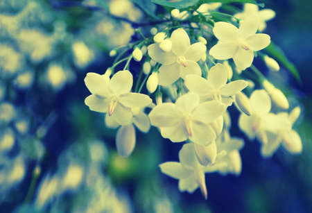 White flower soft focus ,  spring  flower  backgroundの写真素材