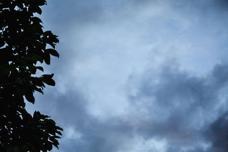 dark sky and silhouette tree cloudy backgroundの写真素材