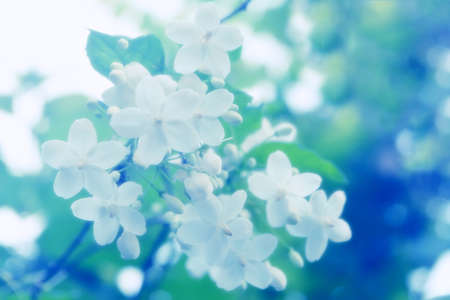 small white flower fresh spring backgroundの写真素材