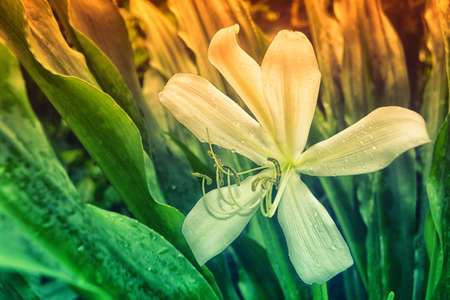 Crinum Lily  Blooming Spring Flower Backgroundの写真素材