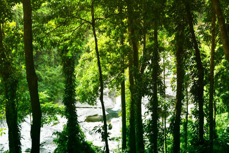 tropical rainforest  on  mountain fresh nature background in Thailandの写真素材