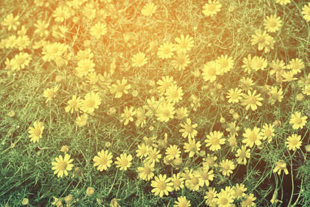 small yellow flower  spring vintage  backgroundの写真素材