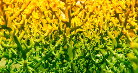 Green thorn tree  backgroundの写真素材