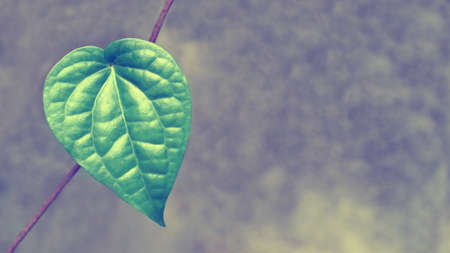 green heart leaf shape on brown backgroundの写真素材