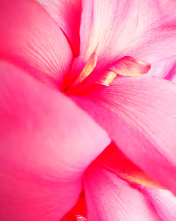 Pink petal flower backgroundの写真素材