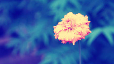 Marigold flower with blue background soft focusの写真素材