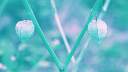 Abstract  spring ,summer nature  backgroundの写真素材