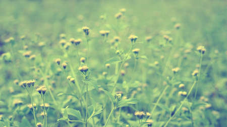 Grass  flower in  nature  spring ,summer backgroundの写真素材