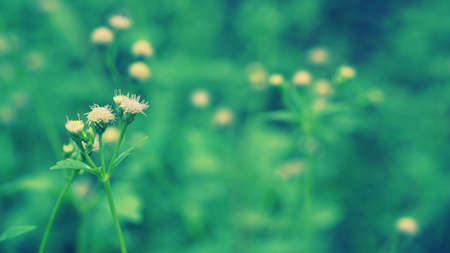 green grass spring flower  nature backgroundの写真素材