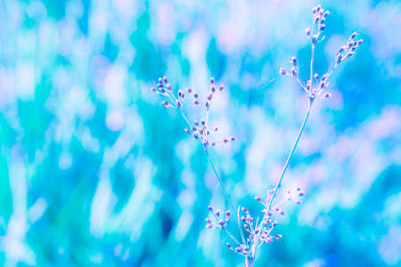 wild grass flower and blue  bokeh, abstract spring and nature background