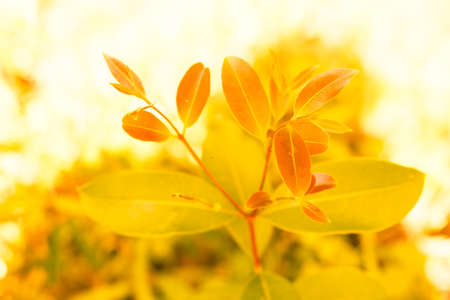 Young plant growing  in sunshine