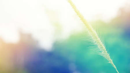 Spring grass flower  nature background  soft focus with pastel color  effectの写真素材