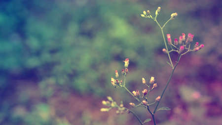 Grass flower  abstract spring background